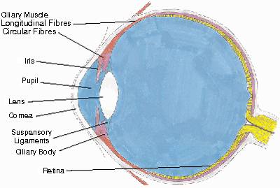 Human eye and its parts