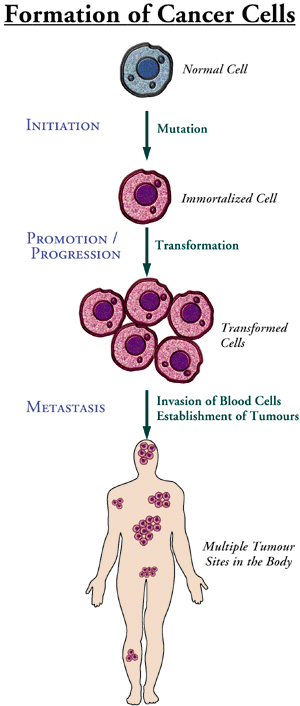 Formation of cancer cells