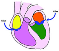 Anterior view of heart cavities