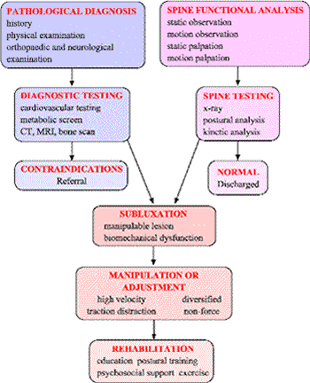 Figure 4 Chiropractic Clinical Model