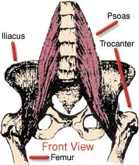 The Psoas (front view)