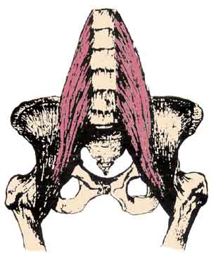 The iliopsoas muscle