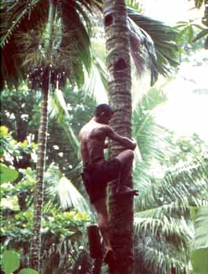 Collecting the Palm Tree Syrup
