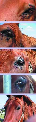 Treatment of a Gelding's cut eyelid using Skenar between 03 September and 14 September 2000 Photographs for this article courtesy of John Halford. johnhalford@compuserve.com