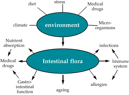 Intestinal Flora chart