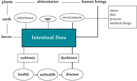 Intestinal Flora chart