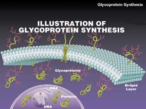 Glycoprotein Synthesis