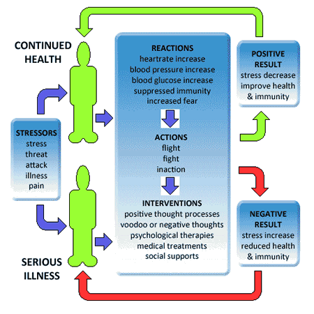 The Stress Response Cycle