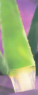 Aloe Vera leaf