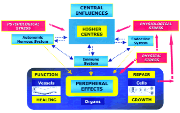 DIAGRAM 1. An overview of the PNI systems which dynamically connect the mind (higher centres) with the body (periphery).