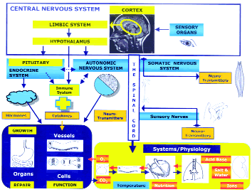 DIAGRAM 2. PNI systems and pathways (left hand side). The CNS also communicates with the periphery via the somatic nervous system, and receives information from sensory nerves and organs. The health and effective function of the tissues also depends on other physiological and biochemical (orange boxes) parameters.