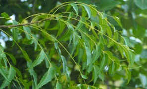Leaves of the Neem help in the treatment of neuromuscular pains and neutralise free radicals