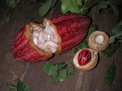 Grenada - Raw cocoa beans (L) compared to a single nutmeg shell (R) harvested  from their pods  - AL.jpg