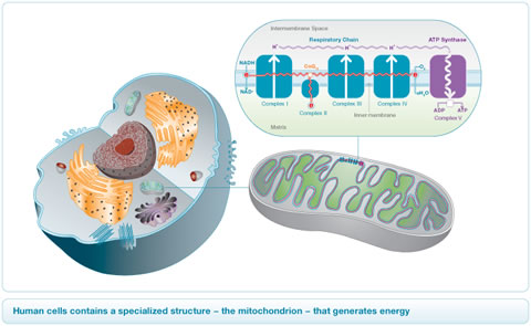 Cell Mitochondria