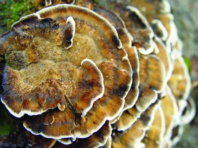Coriolus mushroom