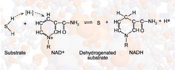 General reaction showing how NAD+ acts as a coenzyme in enzymatic dehydrogenation reactions