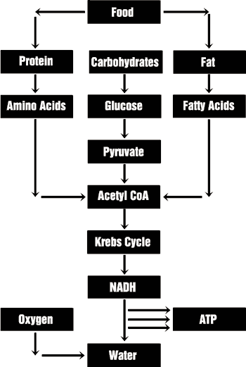 Simplified diagram of the stages of metabolism that lead from food to NADH. This series of reactions produces ATP, which is then used to drive biosynthetic reactions and other energy-requiring processes in the cell