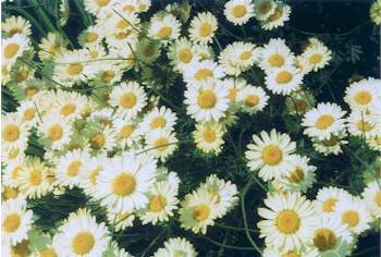 The healing energy in yellow daises promotes clarity of mind and the abilityto absorb information. As daisies resemble eyes, they are often made into remedies for the treatment of sore and strained eyes