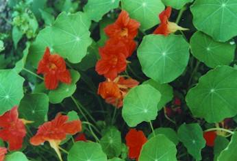 Gold and orange vibrations in Nasturtiums make their homoeopathic remedy useful for elimination of toxins and detoxification of the liver, pancreas and gallbladder
