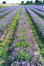 Figure 3 A field of lavender cultivated on Merseyside after two years.