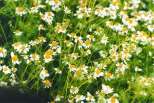 Figure 5 Close-up of German chamomile at harvest. The organically grown plants are full of oil in the flower head.