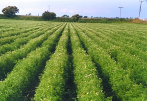 Figure 4: German chamomile plants growing organically in Lancashire. The flower heads are forming and filling with oil seven weeks after sowing the seeds. The plants are grown in rows to allow the farmers to interrow cultivate rather than using a herbicide.