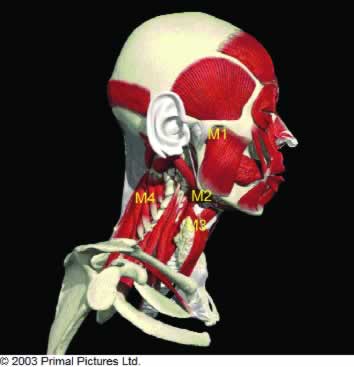 Figure 1. Image showing head and neck with groups of muscles. M1 closing mouth. M2 Supra hyoid muscles opening mouth and head posture forwards. M3 Infa hyoid muscles, opening mouth and head posture forwards. M4 Neck muscles, head posture backwards.