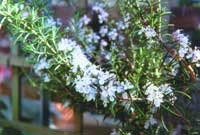 Rosemarinus Officinalis (Rosemary)
