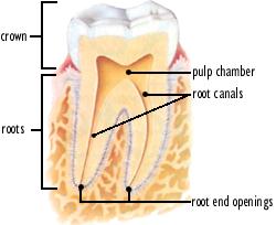 Photo 1 In teeth with more than one root, each root has its own canal that extends from the single pulp chamber
