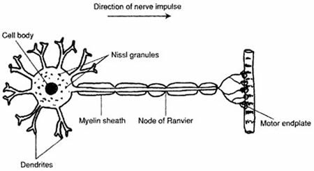 Diagram of normal nerve cell terminating at a muscle