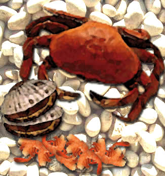 shellfish image