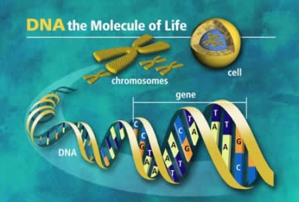 DNA Molecules of Life