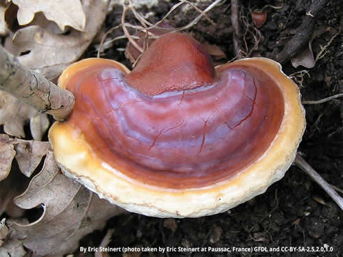 Medicinal Mushrooms: Natural Supplement for Diabetics