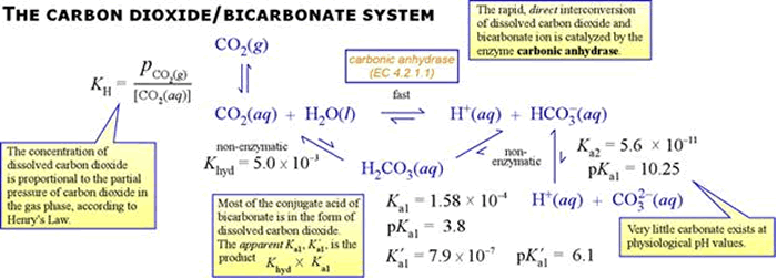 Carbon Dioxide chart