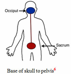 Base of skull to pelvis