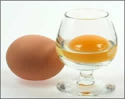 Egg and Egg Yolk