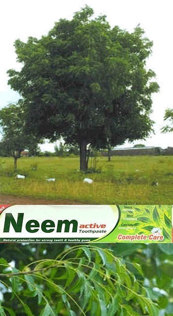 Neem tree and toothpaste