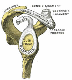 Gleno-Humeral Joint
