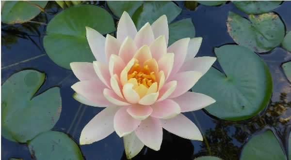 Lotus Flower Living Wisdom
