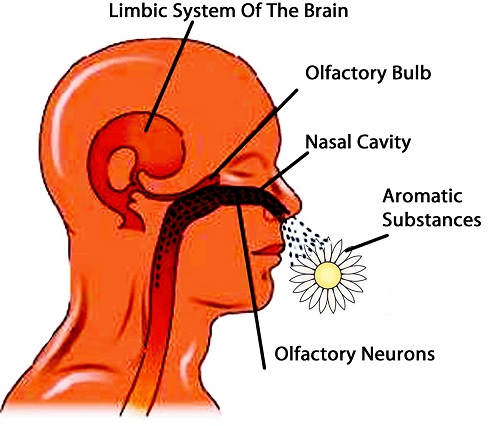 Limbic System of the Brain