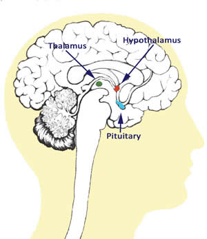 Fig. 2. Hypothalamus