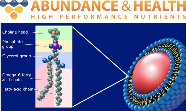 Abundance Logo + Phospholipid Diagram