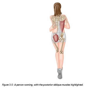 The Glutes and the Gait Cycle - Extract from The Vital Glutes
