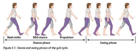 The Glutes and the Gait Cycle - Extract from The Vital Glutes
