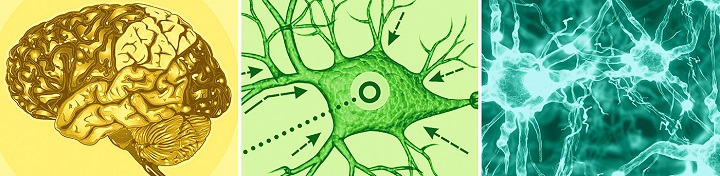 Clayton Ainger Brain-Neurons Graphic