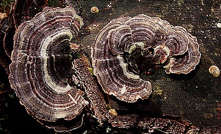 Coriolus Mushroom