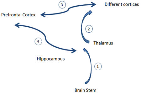 Steps in Creation of Short Term and Long Term Memory