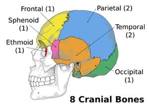 Arrangement of Cranial Bones