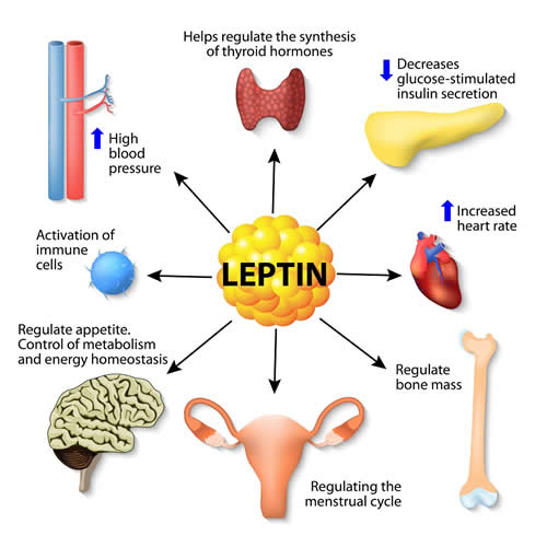 Leptin Regulation of Thyroid, Immune, Energy Metabolism
