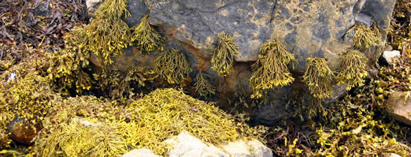 Seagreens Pelvetia hanging from rocks